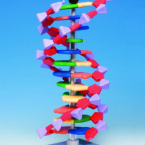 miniDNA molecular modell kit advanced, 12 layers