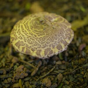 Zampro Fungicide Amectoctradin Dimethomorph