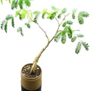 Tree in a Tube (Carry Box Version) – Size: ± 80*80*480mm – Min