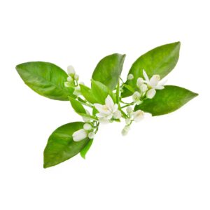 Insecticide Marshal 480 EC