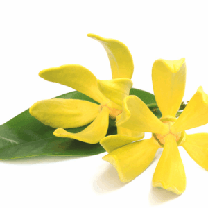 Ylang Ylang essential oil 10ml